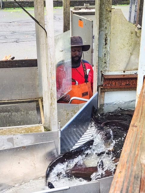 A man wearing a bucket style hat, red shirt and orange waders stands behind a metal gate-like structure in front of a small water channel full of fish.