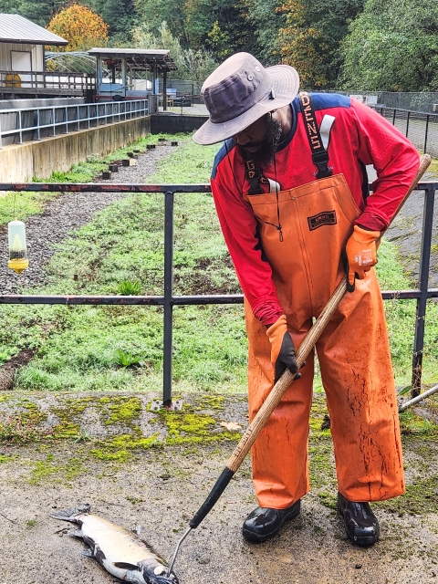 A man wearing a bucket style hat, red long-sleeved shirt, and orange waders and gloves uses a long hook to pick up a fish carcass off the ground.