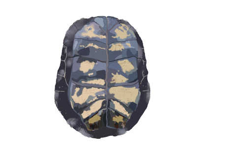 Painting of the underside of a western pond turtle shell