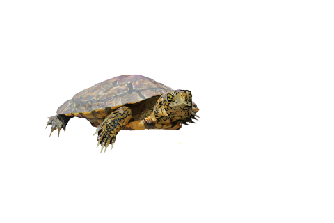 A painting of a western pond turtle