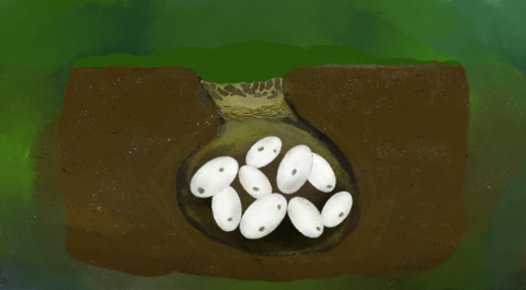 Drawing of the western pond turtle’s nest, which is a cavity they dig below the ground. 