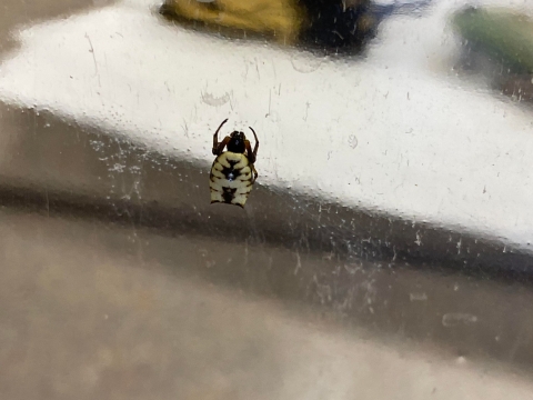 White and black spider with two points on abdomen