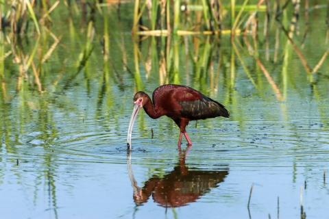 A large reddish wading bird with a long curved bill prowls a wetland, with tall grasses showing behind it.