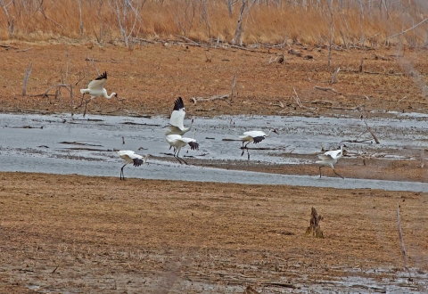 Endangered whooping cranes