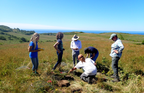 A field crew in a grassy meadow on Block Island works together to dig holes to place pairs of american burying beetles. 
