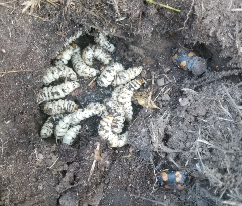 Inch-long, white beetle larvae eating a buried, gooey quail carcass in a dirt hole. The American burying beetle parents crawl along the edge of the hole. 