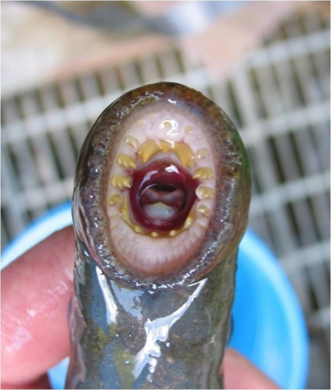 a fish mouth with lots of teeth in a circle