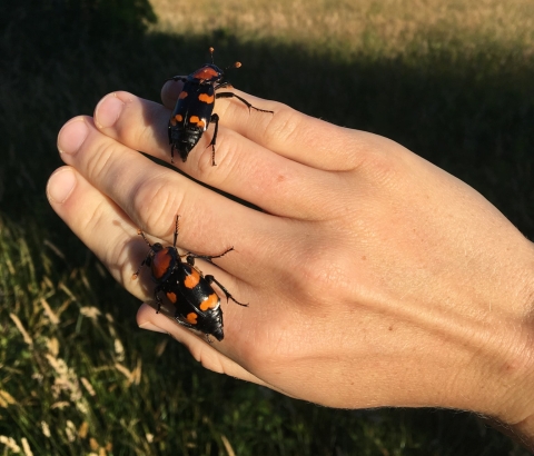 Two large, black beetles with orange spots crawl across a human hand.
