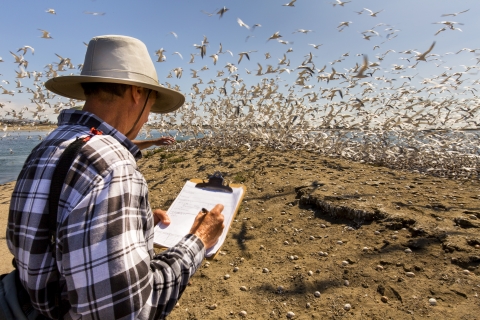 A man in a plaid shirt and wide-brimmed hat takes notes on a clipboard about the many birds flying near him and their eggs.