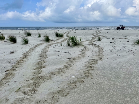 Sea turtle tracks on beach leading into the water