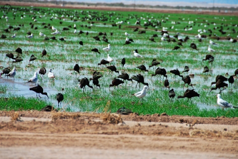 flooded field of white-faced ibis and gulls
