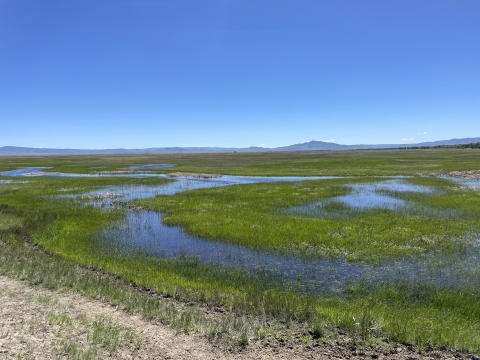 Wetlands with green grass