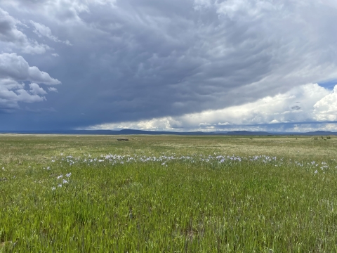Prairie landscape under cloudy sky