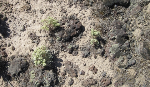 A light and dark brown background with dark moss and light brown soil cover most of the frame. In the middle, three light green plants can be seen.