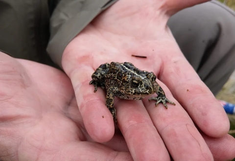 A small toad is held in hand by a biologist