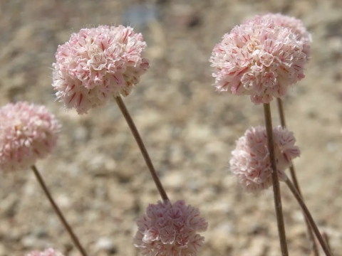 Pinkish white flowers