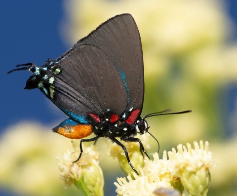 A butterfly with grey wings and an orange, blue, and black body is perched on top of white flowers.
