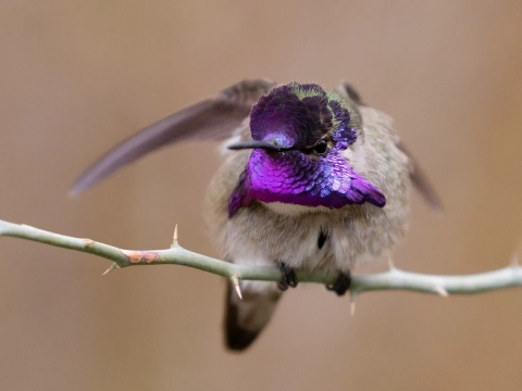 A bird with a grey body and a bright purple face is perched on a branch.
