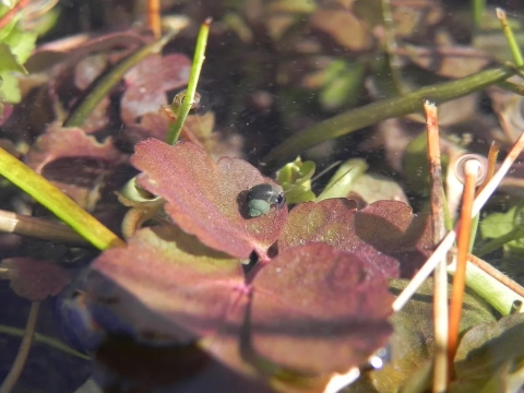 A small snail is underwater on top of red leaves.