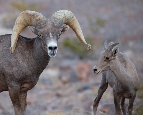 A large male desert bighorn sheep is facing the camera next to a lamb.