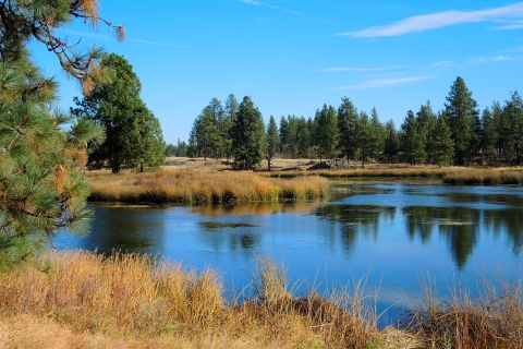 View of a pond with pine trees growing around it