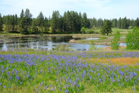 Scenic view of a pond with purple wildflowers in the foreground and pine trees in the distance