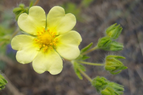 Close-up photo of a small yellow flower
