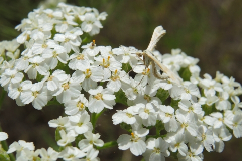 A white plume moth feeds on the nectar of some yarrow flowers