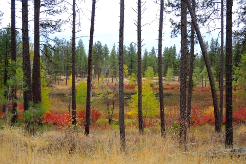 Aspen trees, surrounded by pines, begin their fall color transition 