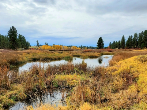 View of a wetland during fall