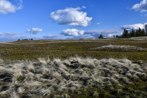 Bunch grasses dominate the foreground of this prairie view