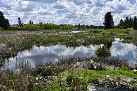 View of a wetland surrounded by various types of vegetatioin