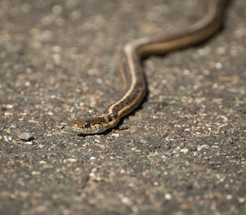 A small garter snake suns itself on some warm pavement