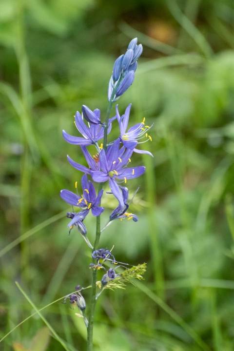 Bright purple flowers growing on a stem