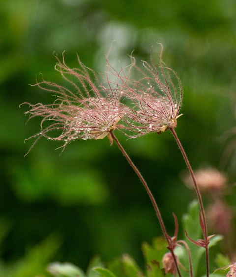 Wispy flowerhead of the prairie smoke plant