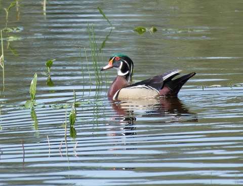 Drake wood duck in a pond