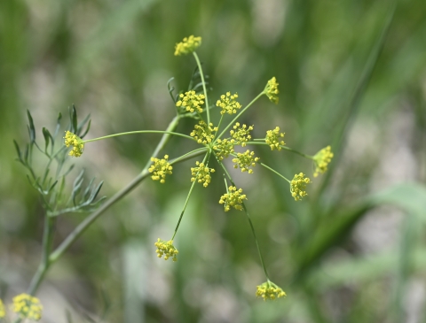 Flowers of the biscuitroot