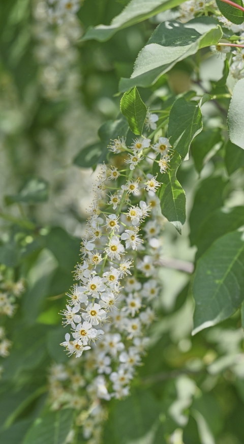 Flowers of the chokecherry