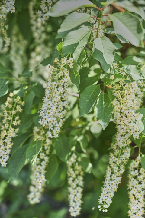 Flowers of the chokecherry