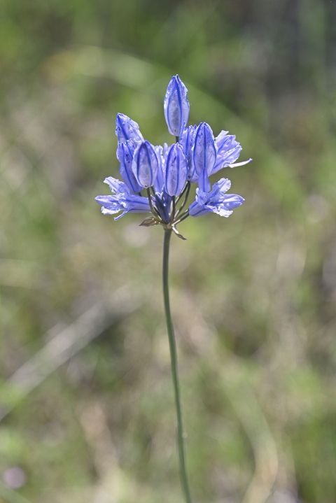Flower of the Triteleia grandiflora