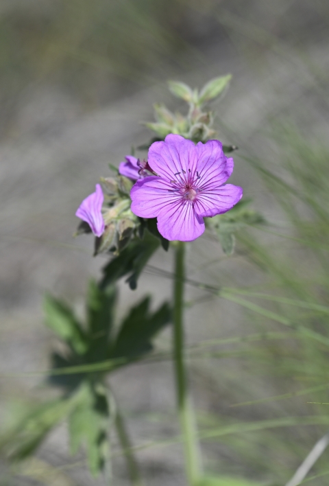 Flowers of the sticky geranium