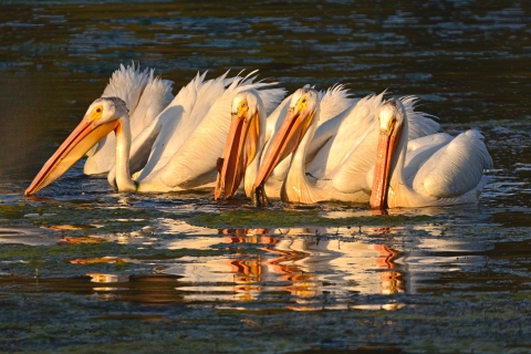 A group of 4 white pelicans feed on aquatic plants while floating on the water