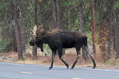 A bull moose crosses a road