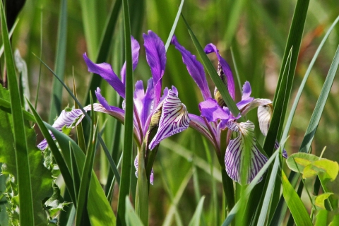 Purple iris flowers blooming