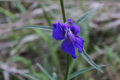A purple larkspur flower