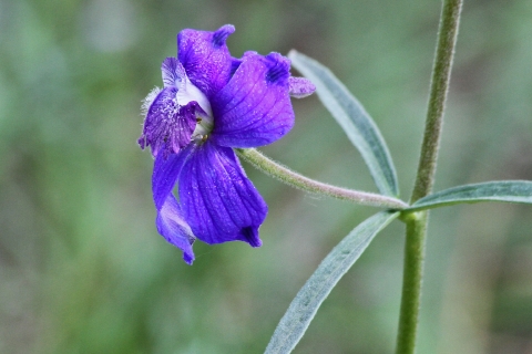 A purple larkspur flower