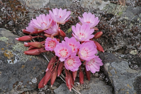 Bright pink flowers of the bitterroot plant
