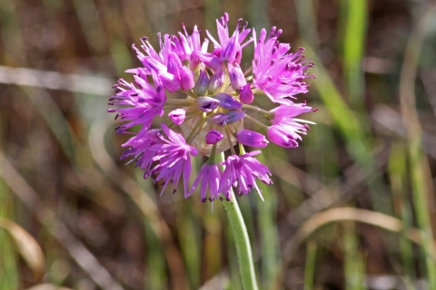 Bright pink flowers of the wild onion plant