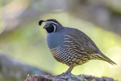 A California quail sits on a rock