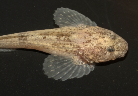 Grotto sculpin underwater